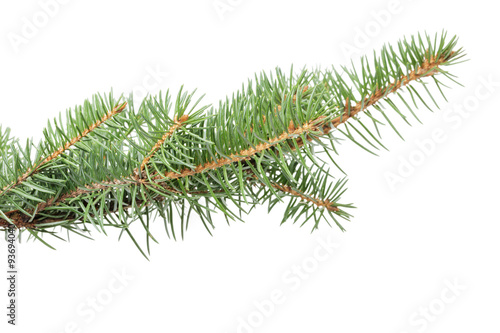 fir branch for christmas ornament