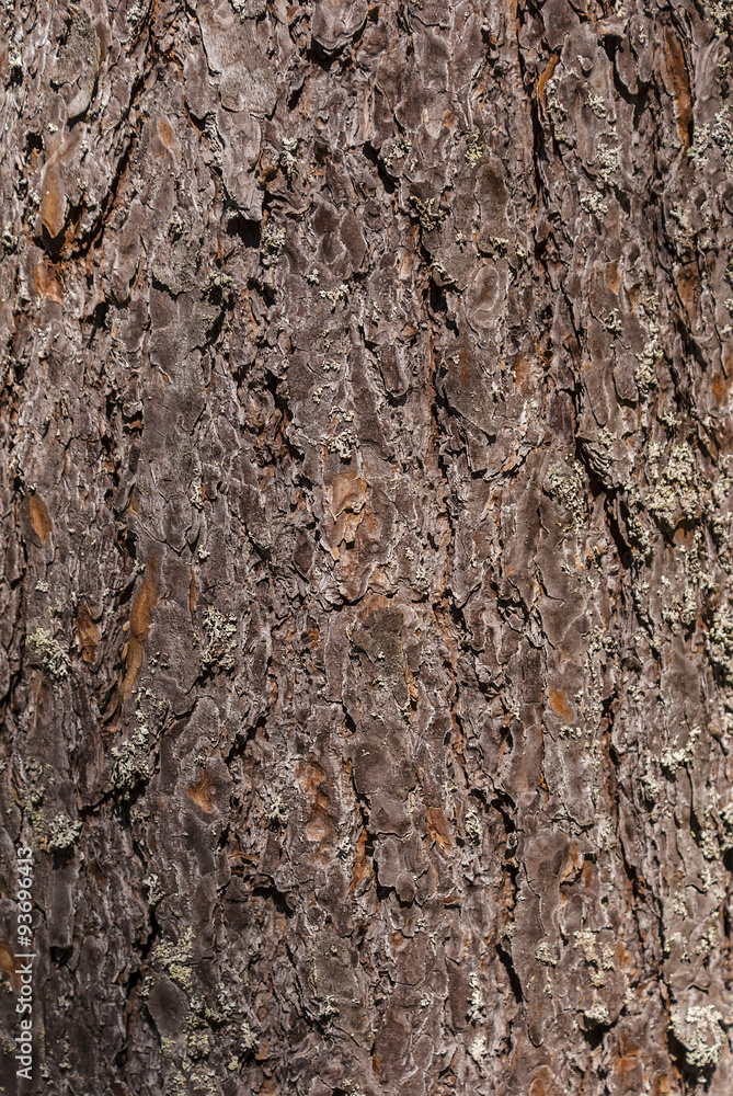Bark of pine tree
Bark of pine tree