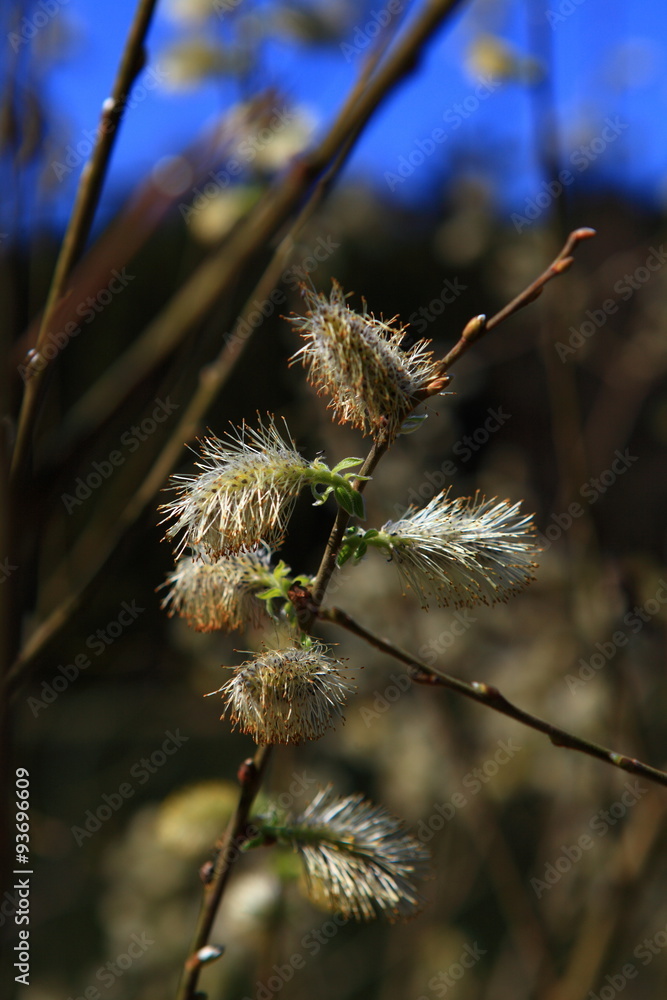 Obraz premium Frühlingsblüte