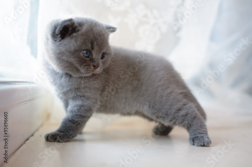 Beautiful kitty, Kitty model, British kitten, cute and beautiful baby kitten, blue color in pedigree cats, pet, good posture cat.
