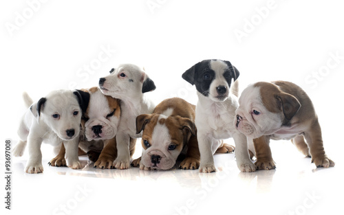 Fototapeta Naklejka Na Ścianę i Meble -  puppies english bulldog and jack russel terrier