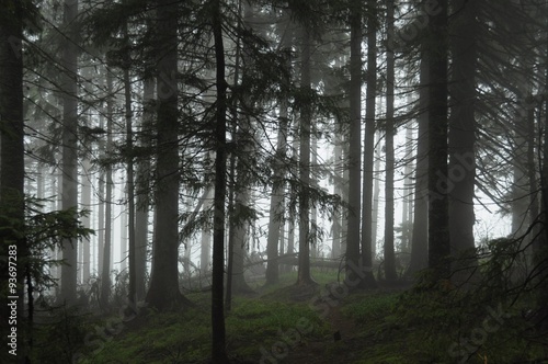 Forest in the fog