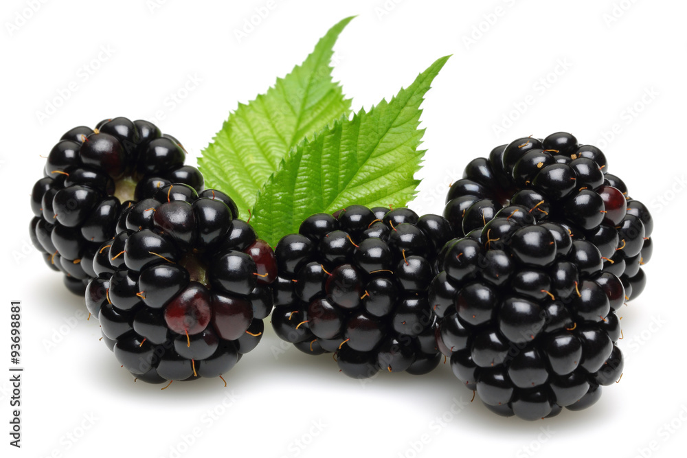 blackberry blackberry