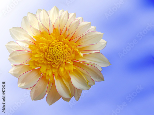 The marigold dahlia in blue and white