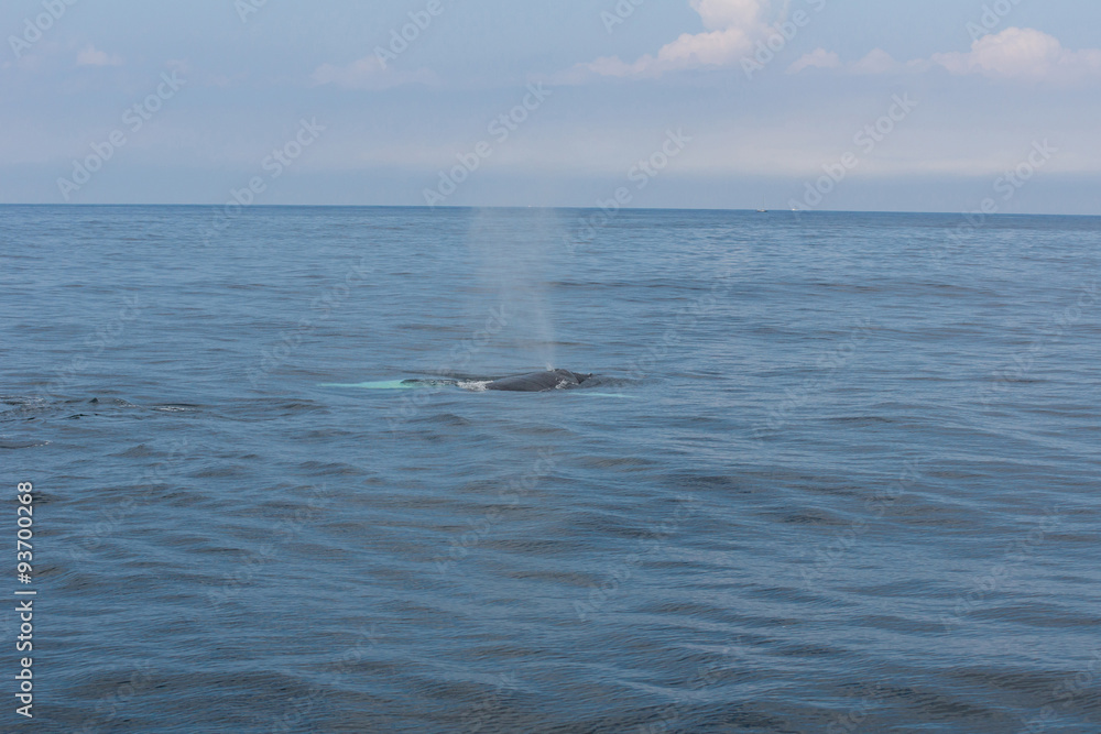 Fototapeta premium Wal