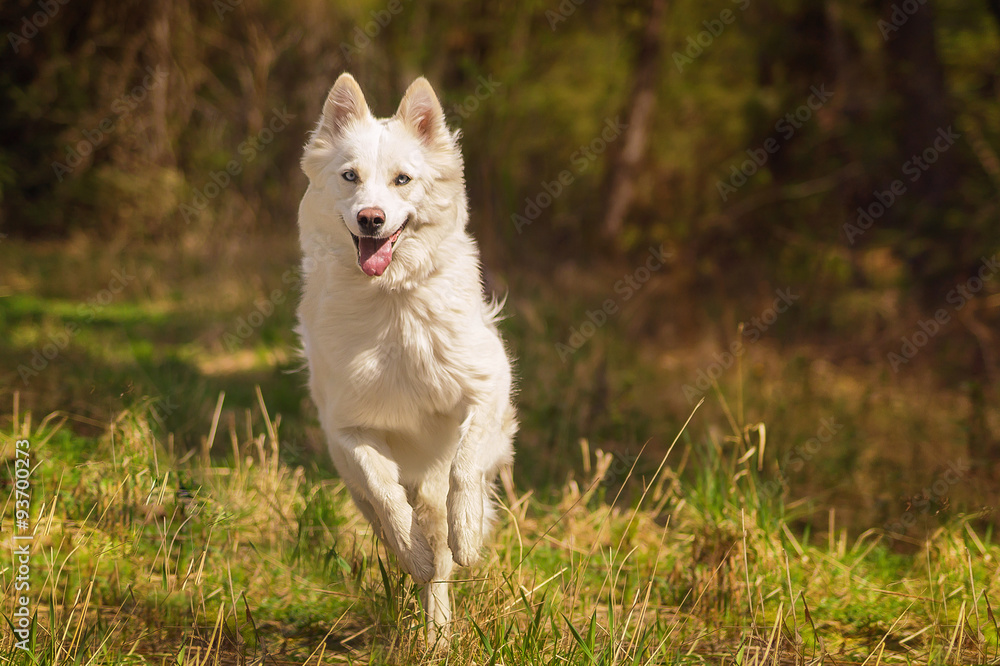  Running yakutuan laika