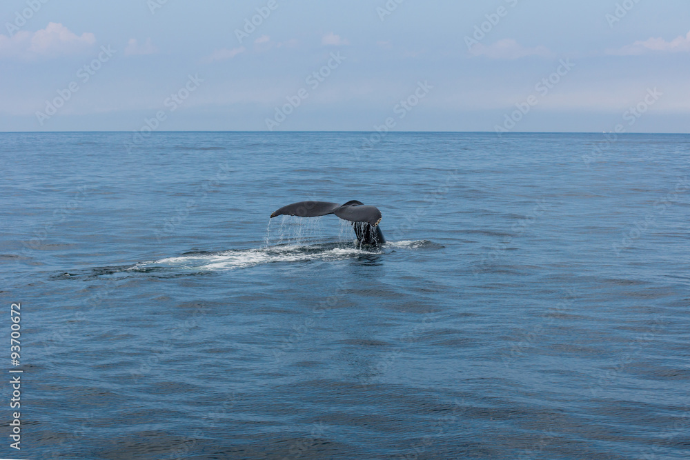 Fototapeta premium Wal