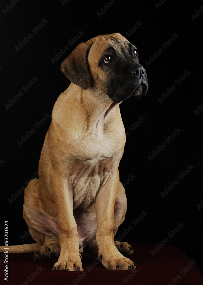 portrait of a Mastiff puppy