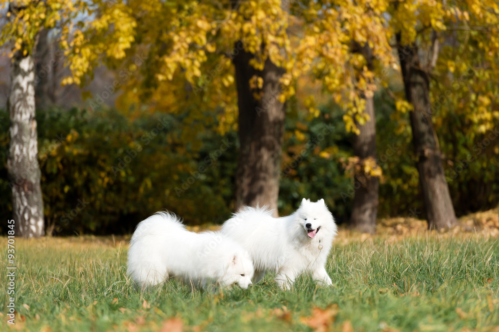 Smiling happy Samoyed dog Smiling happy Samoyed dog