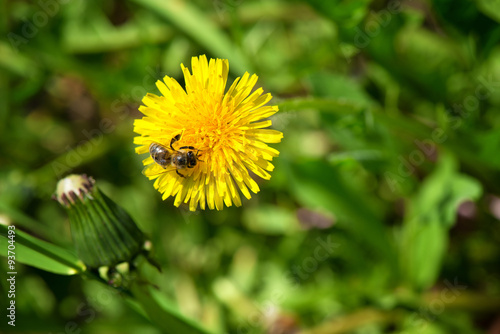 Wallpaper Mural A bee on a yellow dandelion Torontodigital.ca