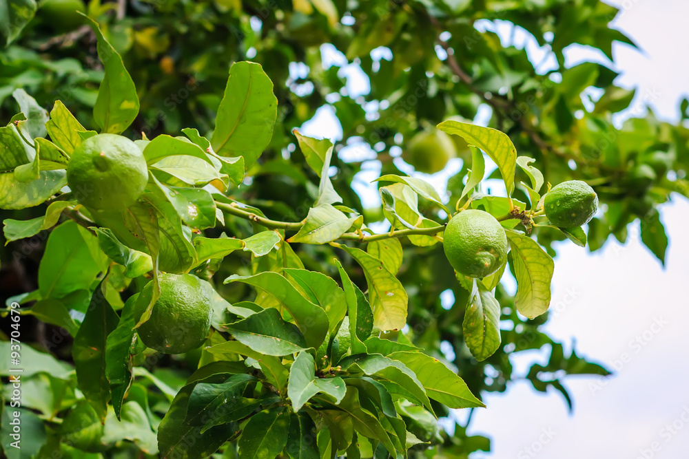 Green Lime tree with fruits hanging on the branches