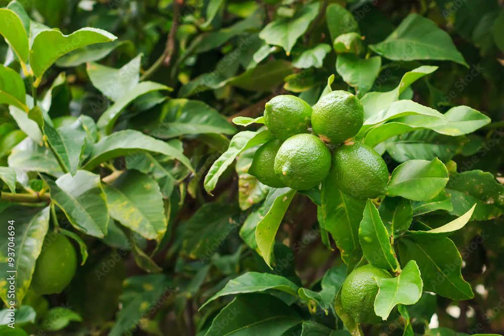 Green Lime tree with fruits hanging on the branches Green Lime tree with fruits hanging on the branches