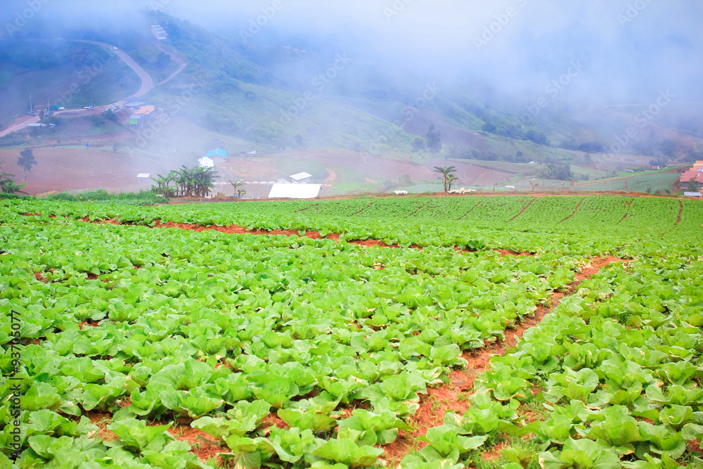 Cabbage plantation on mountains at countryside of Thailand. (Phu Tub Berk)