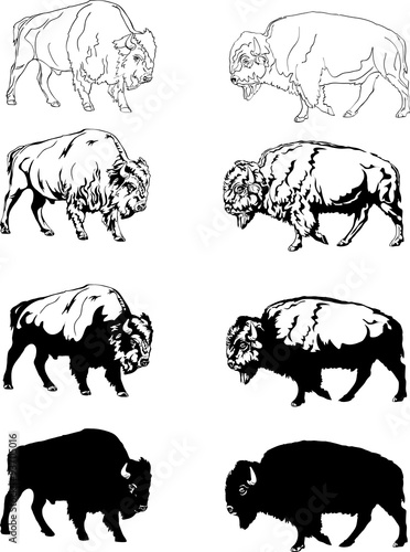 Obraz na płótnie bison, buffalo, aviary, safari bison herbivore, prairie, reservation, horn, port