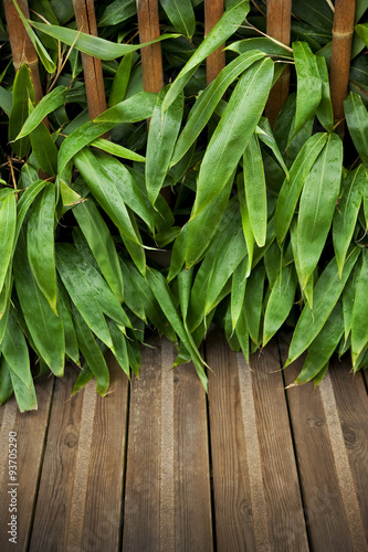 Bamboo on a terrace