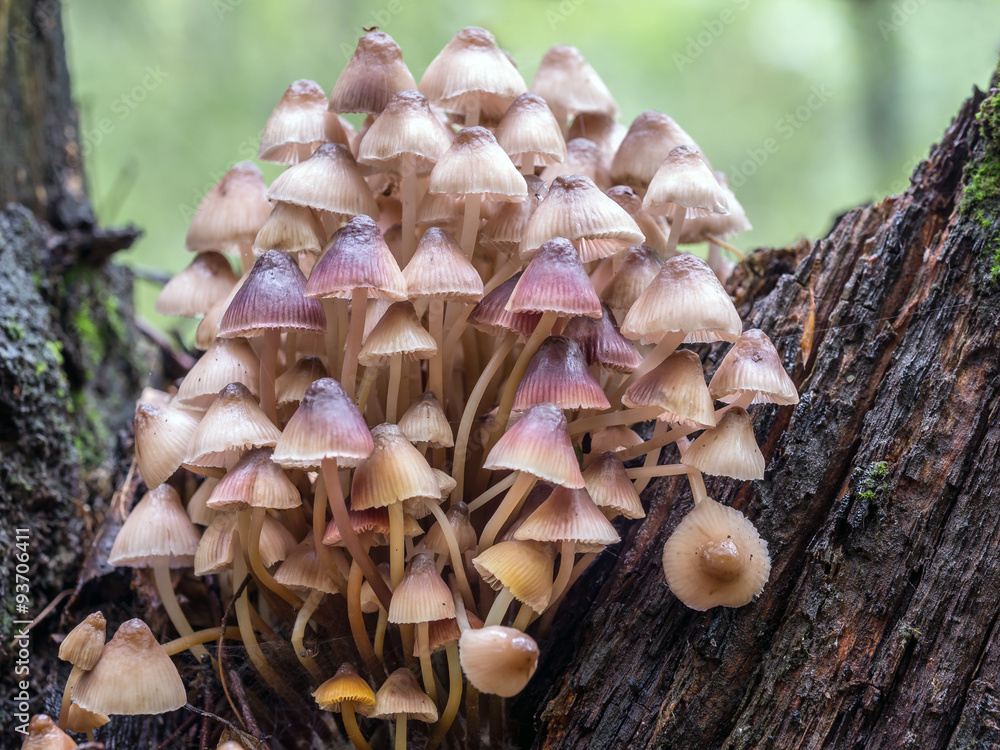 Fototapeta premium Toadstool fungi