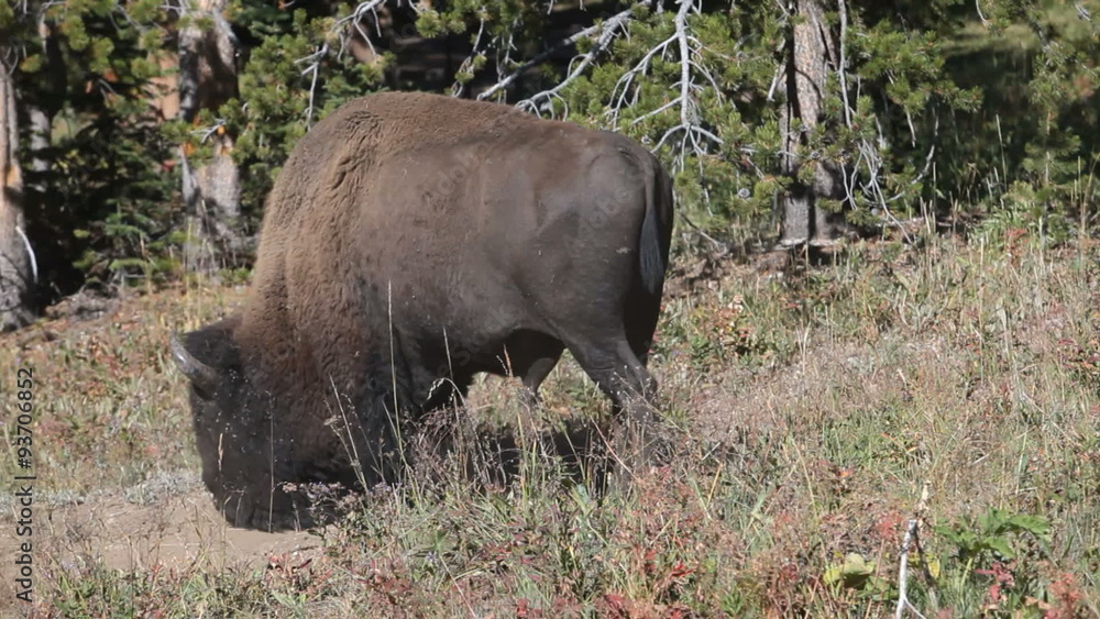 Bison buffalo walk lay down P HD 2435 Bison buffalo walk lay down P HD 2435
