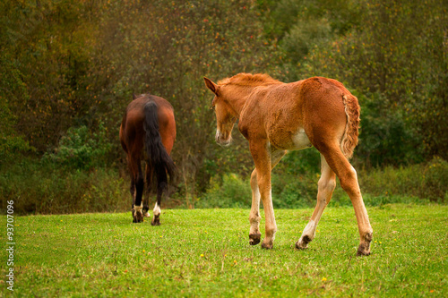 Little red foal and puddle