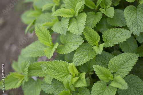 Melissa officinalis Lemon balm Leaves
