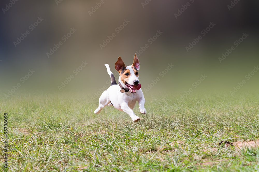 jack russell jumping at a park.
