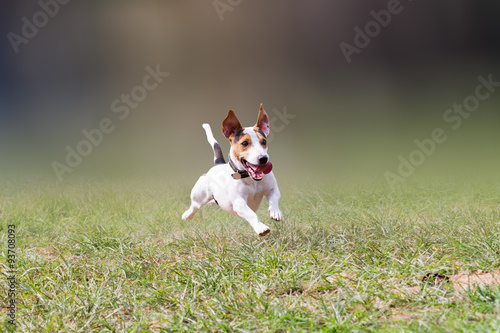 jack russell jumping at a park. 