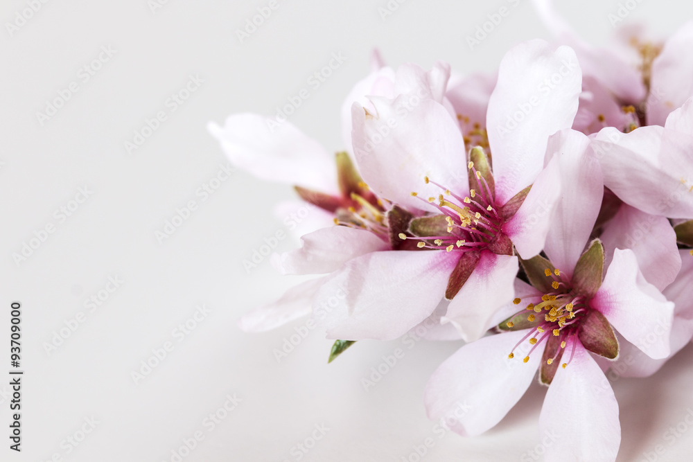 Spring flowering branches, almond tree flowers on white backgrou