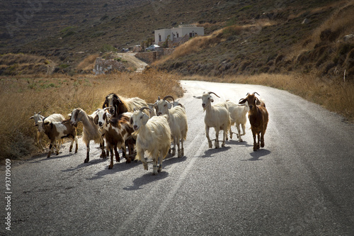 Fototapeta Naklejka Na Ścianę i Meble -  Goats on the road