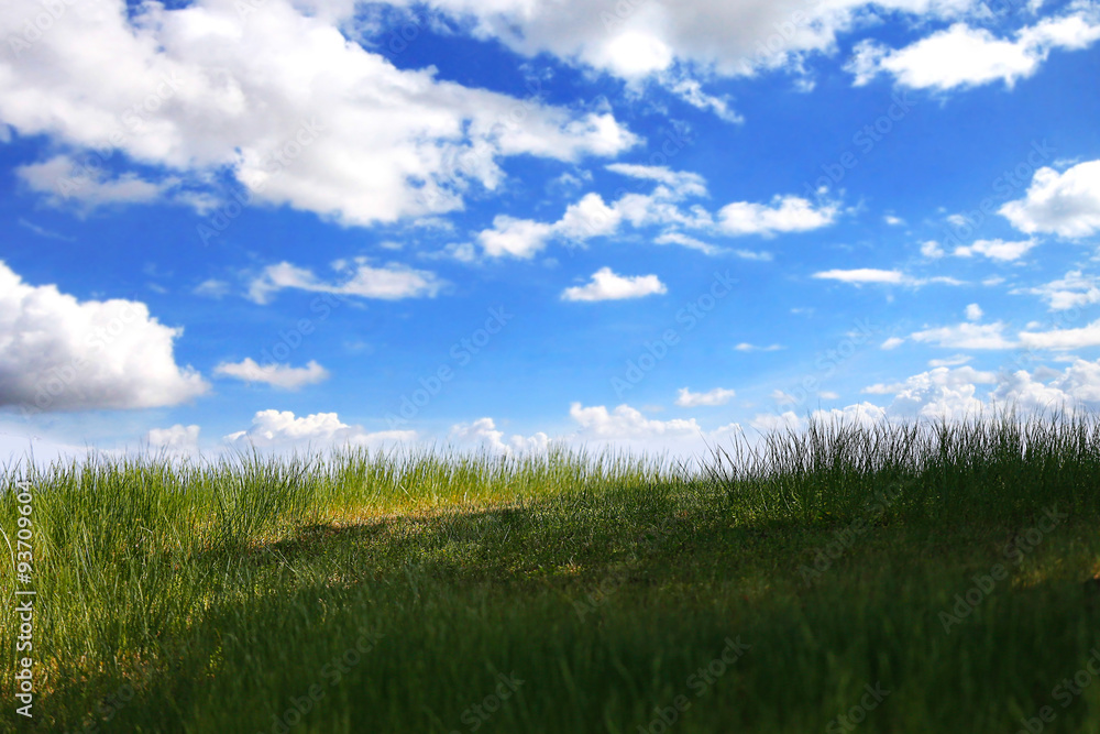 Grass field on blue sky and cloud background Grass field on blue sky and cloud background