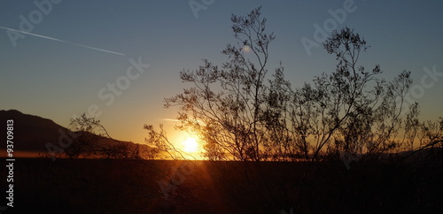 Baum im Sonnenuntergang in der Wüste