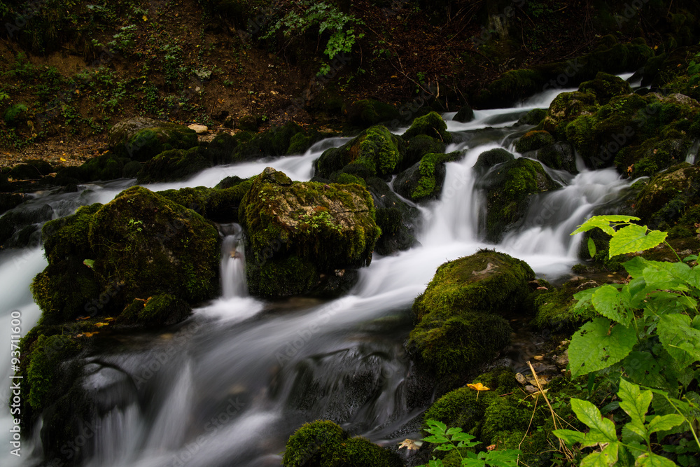 stream in the forest