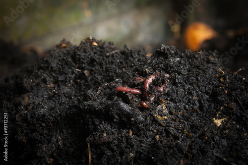 Red worms in compost