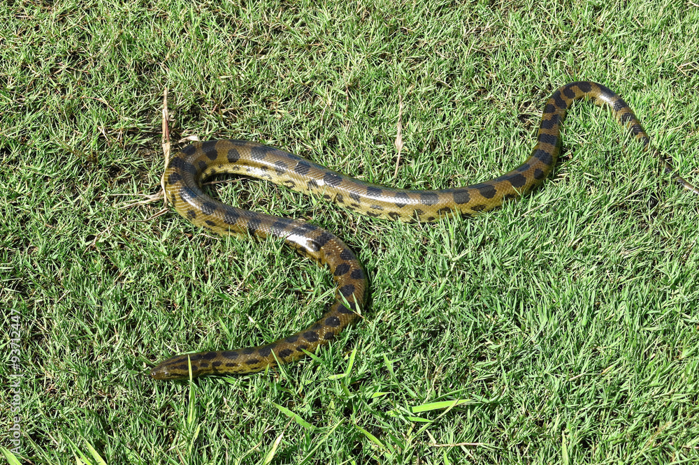 Fototapeta premium Green anaconda (Eunectes murinus)