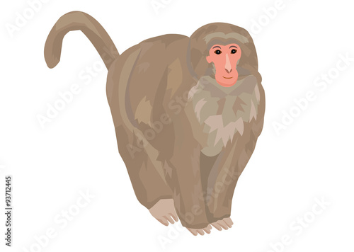 ニホンザルイラスト