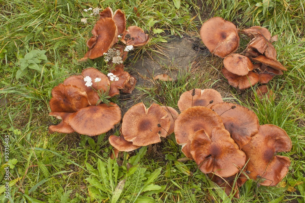 Fototapeta premium Mushrooms growing on an old tree stump. Mushrooms after rain. Mushrooms Armillaria the green grass. A rainy autumn day. Delicate flavoring agent in foods. 