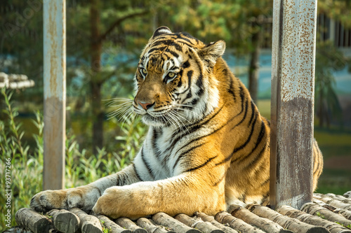 Fototapeta Naklejka Na Ścianę i Meble -  Амурский тигр