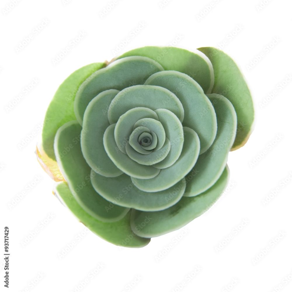 flora of Gran Canaria - small Aeonium plant flora of Gran Canaria - small Aeonium plant