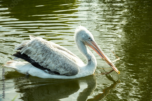 Пеликан на пруду