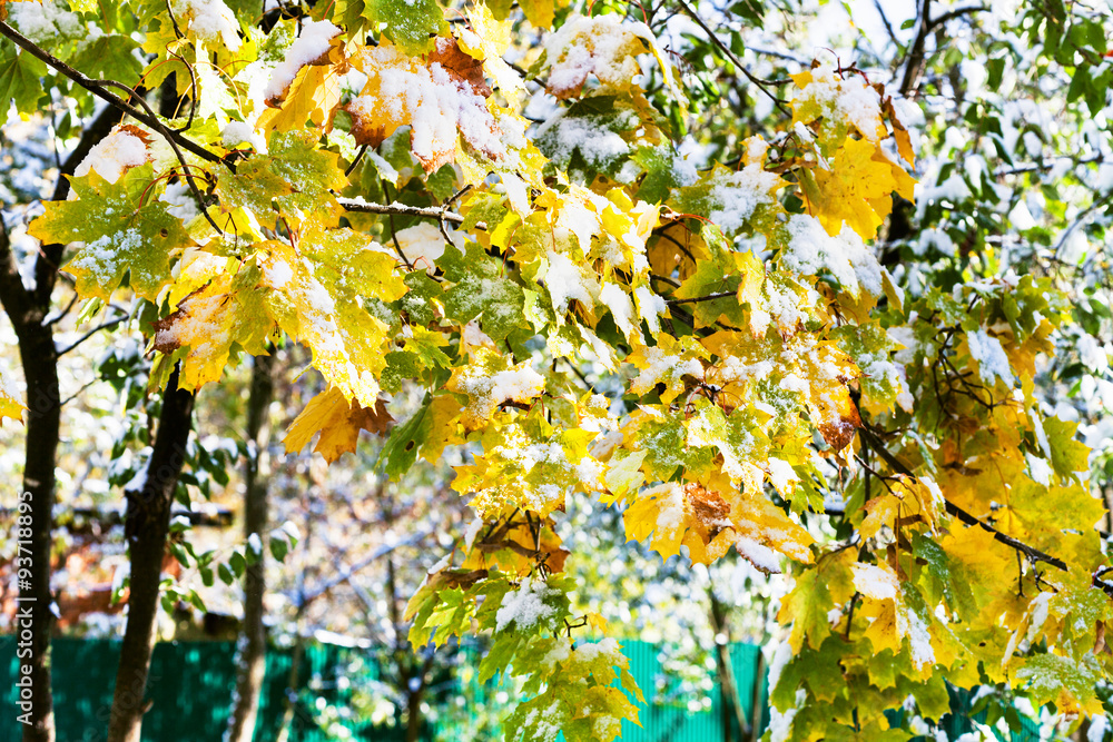 first snow on leaves of maple tree in sunny autumn first snow on leaves of maple tree in sunny autumn