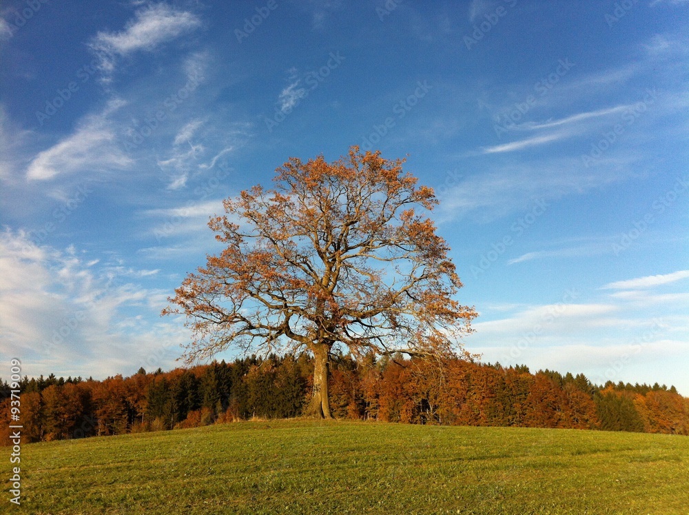 Feld und Wald im Herbst Feld und Wald im Herbst