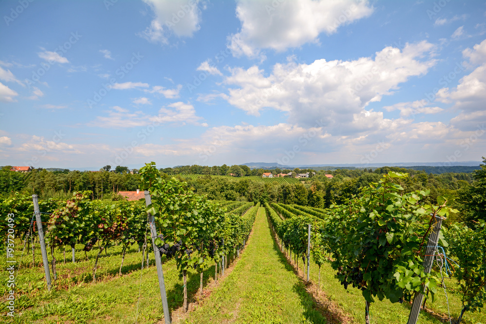 Southern Styria Austria - Red wine: Grape vines in the vineyard before harvest