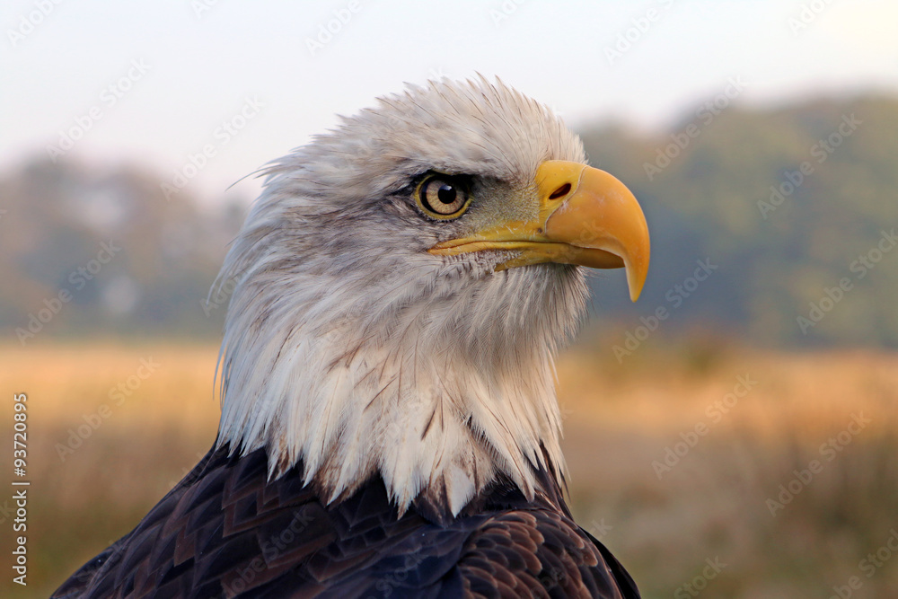 Fototapeta premium sea eagle
