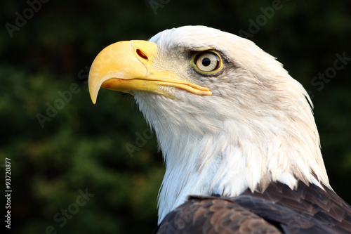sea eagle