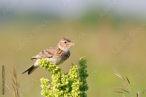 Wallpaper Mural Singing skylark at grass perch at the meadow Torontodigital.ca