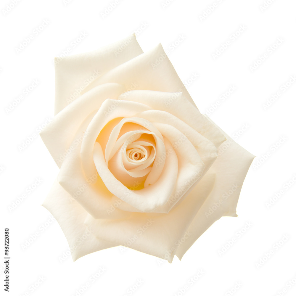 Fototapeta premium light pink and yellow rose