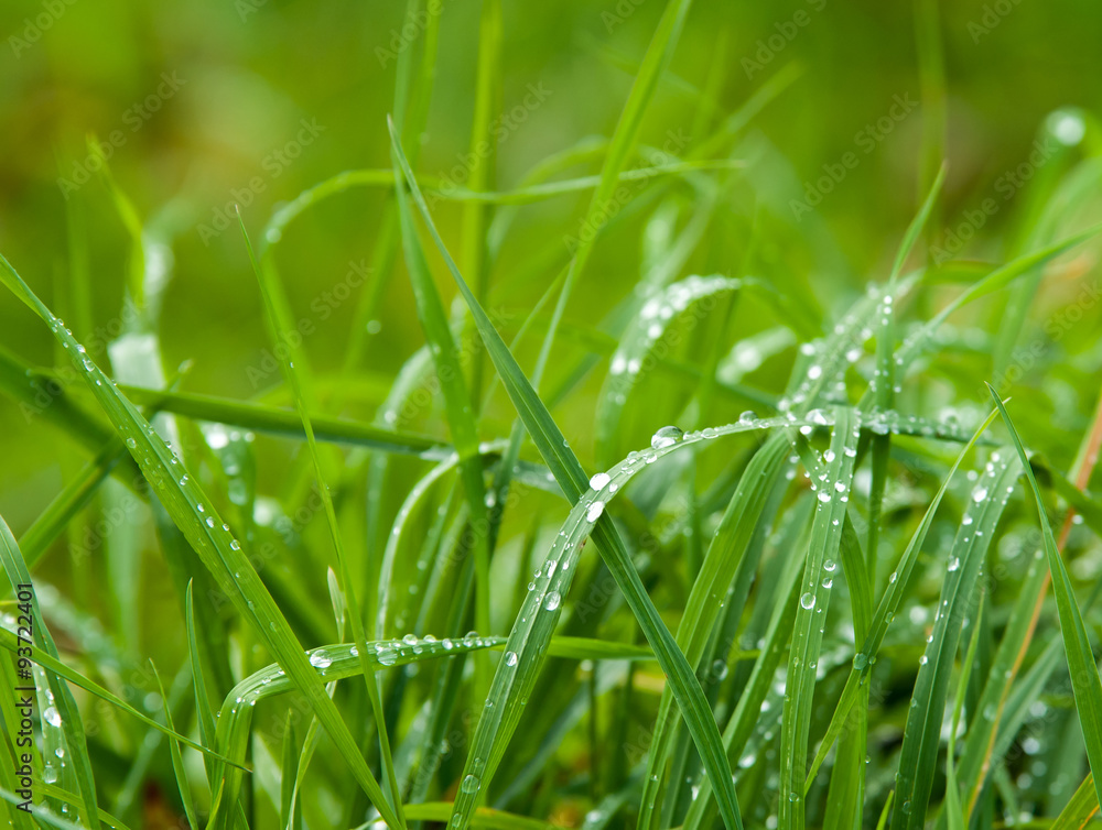 Wiese am Morgen mit Tau Wiese am Morgen mit Tau