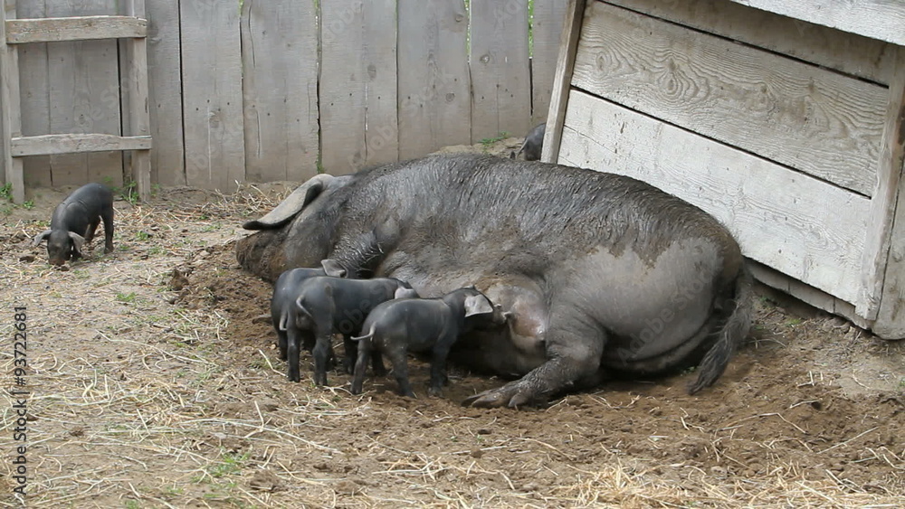 Sow feeding baby pigs P HD 1089 Sow feeding baby pigs P HD 1089