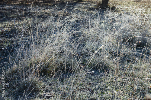 Frost on the grass in the early morning photo