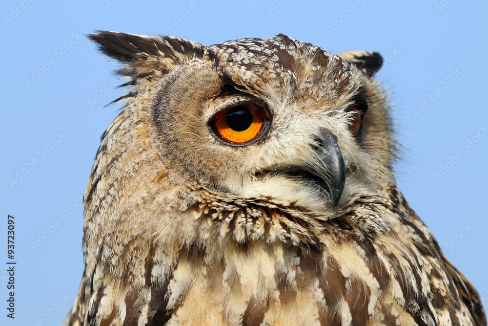 Fototapeta premium Indian eagle-owl