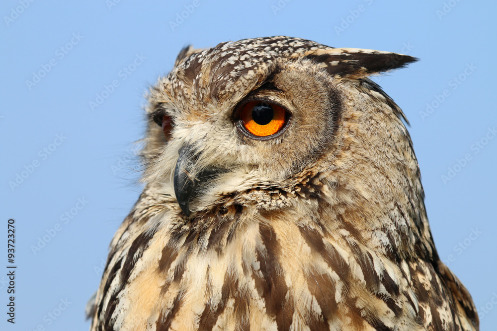 Obraz premium Indian eagle-owl