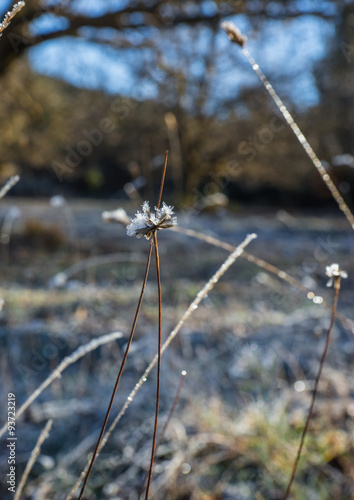 Frost on the grass in the early morning photo